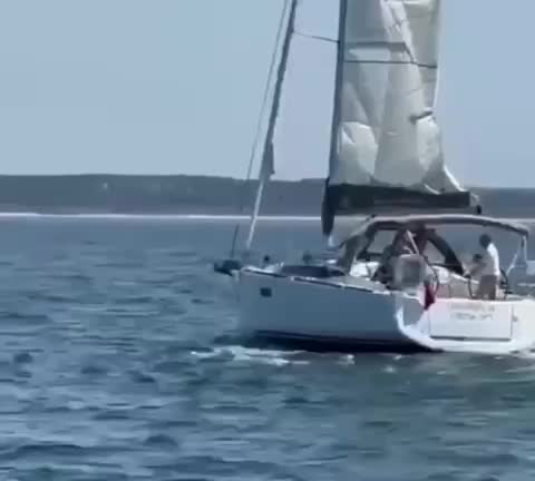   حمله نهنگ‌ها به قایق گردشگران را در سواحل پرتغال