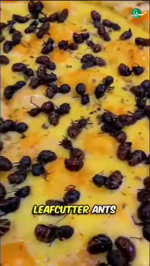   اقدام عجیب یک پیتزافروشی؛ پیتزا با طعم مورچه!