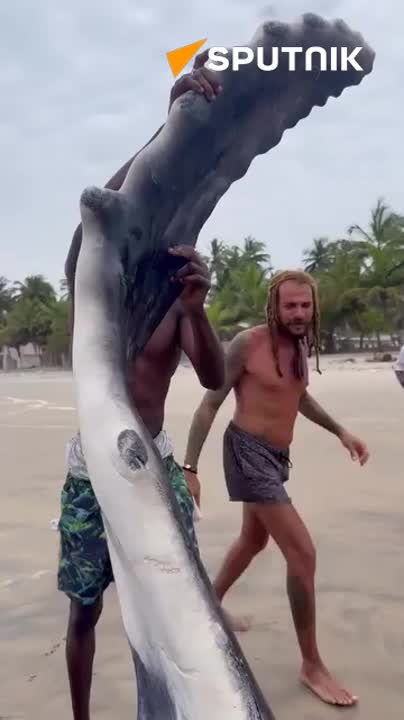   اتفاق عجیب مقابل یک رستوران؛ نهنگ در پلاژ به گل نشست!