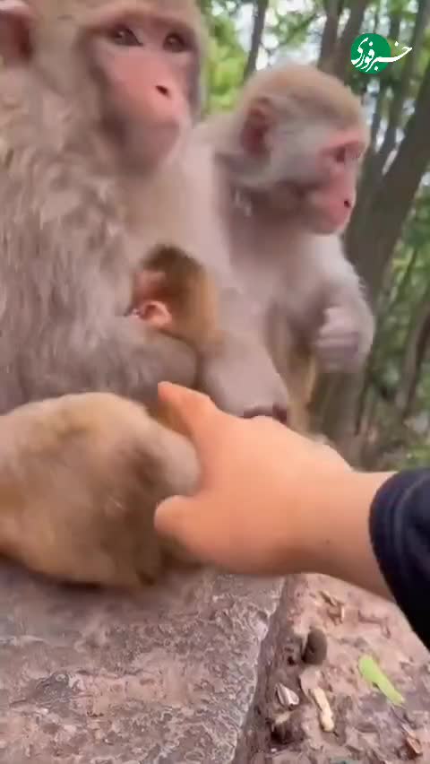  حساسیت و واکنش میمون‌ها نسبت به نوازش بچه‌هایشان!