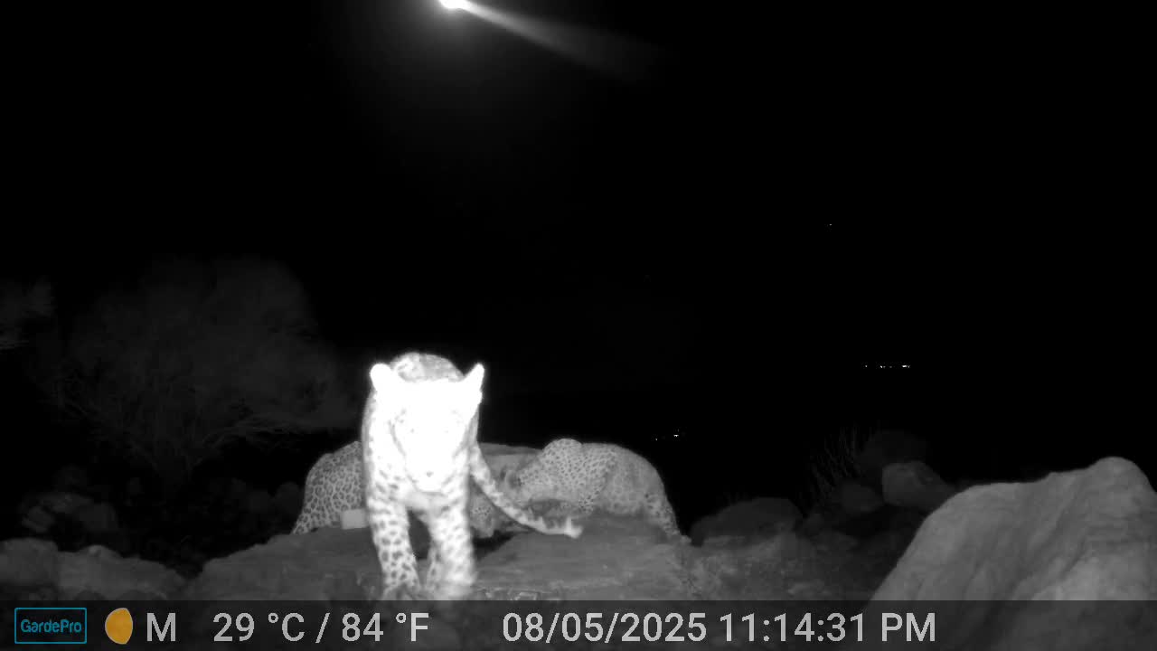   وقتی پلنگ ایرانی در یزد سراغ دوربین ثبت وقایع طبیعی می‌رود