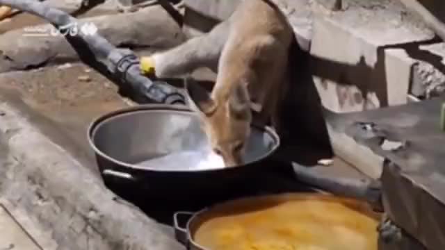   روباه تشنه و گرسنه، در کرمانشاه مهمان شبانۀ حیاط مردم شد!