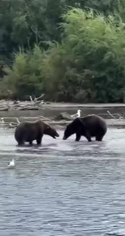   دفاع یک خرس ماده از توله‌هایش در برابر خرس شکارچی