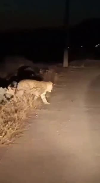   ثبت تصویر از پلنگ ایرانی در منطقه حفاظت شده الموت توسط دوستداران محیط زیست