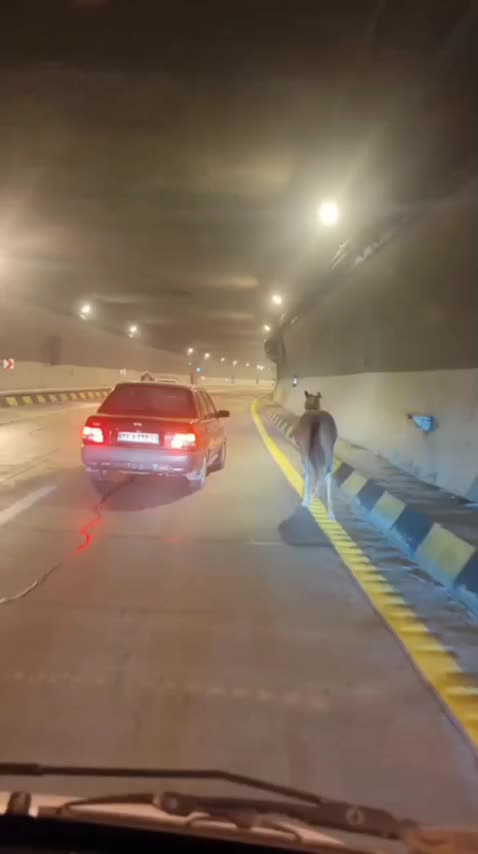   حضور یک اسب وحشی در تونل آزادراه تهران شمال!