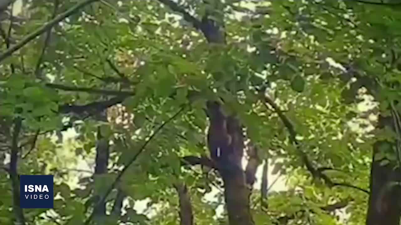   تصاویر بامزه از بالا رفتن توله خرس قهوه‌ای از درخت در جنگل‌های سیاهکل