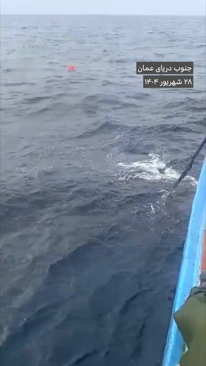   صیادان بلوچ نهنگ گرفتار در تور ماهیگیری را آزاد کردند