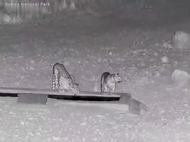   فیلمی جالب از بازیگوشی دو پلنگ ایرانی در منطقه حفاظت‌شده پارک ملی بمو
