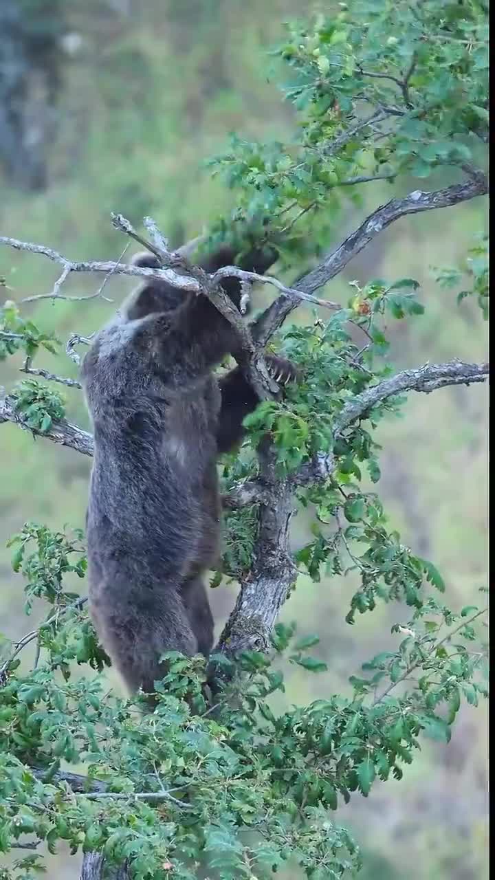   لحظاتی از تغذیه خرس بالای درخت بلوط