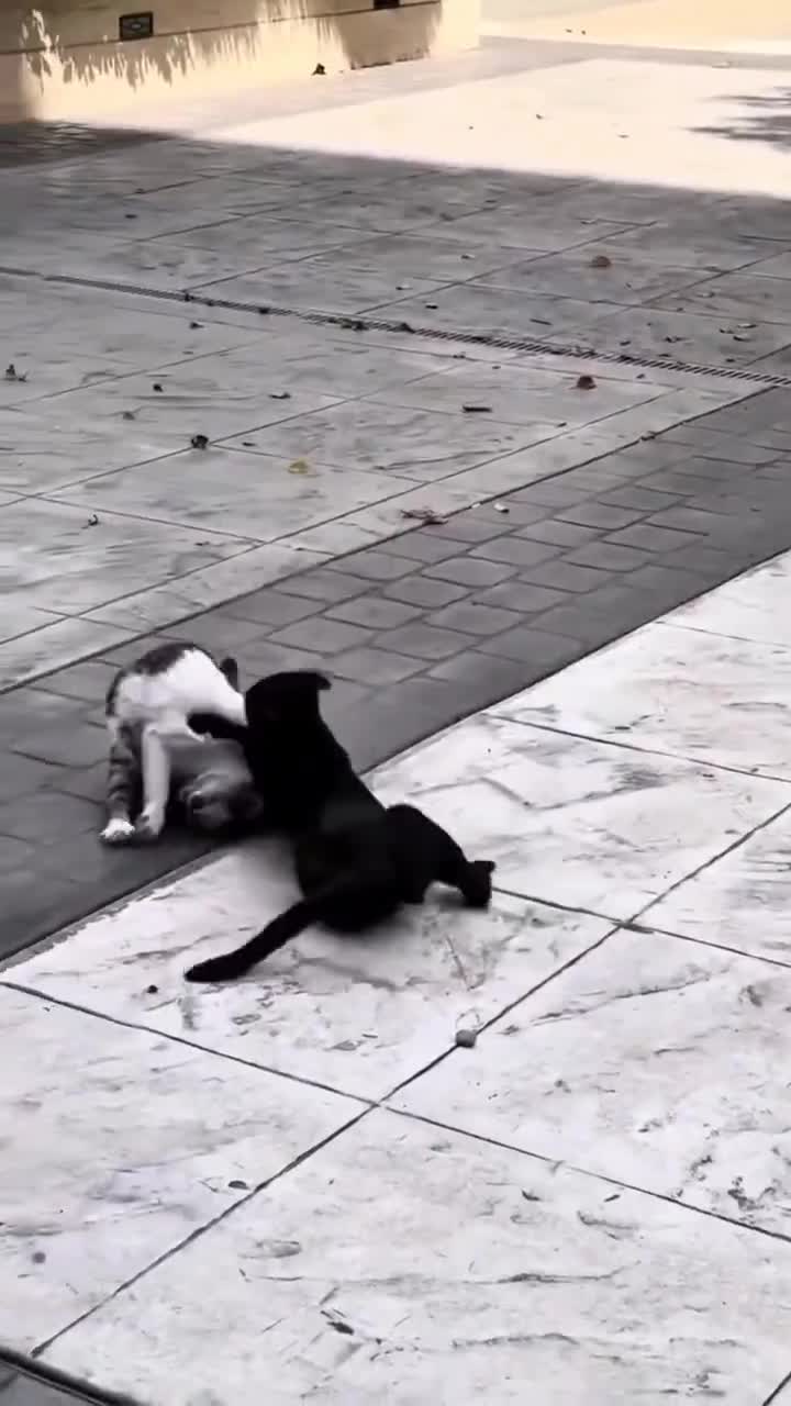   اجرای فن کشتی توسط یک گربه با گزارش هادی عامل!