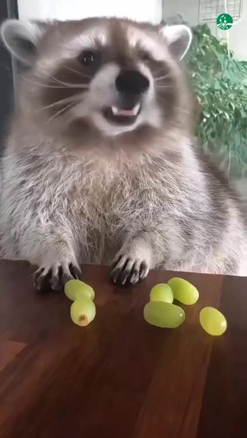   ویدئویی بامزه از انگور خوردن یک راکون