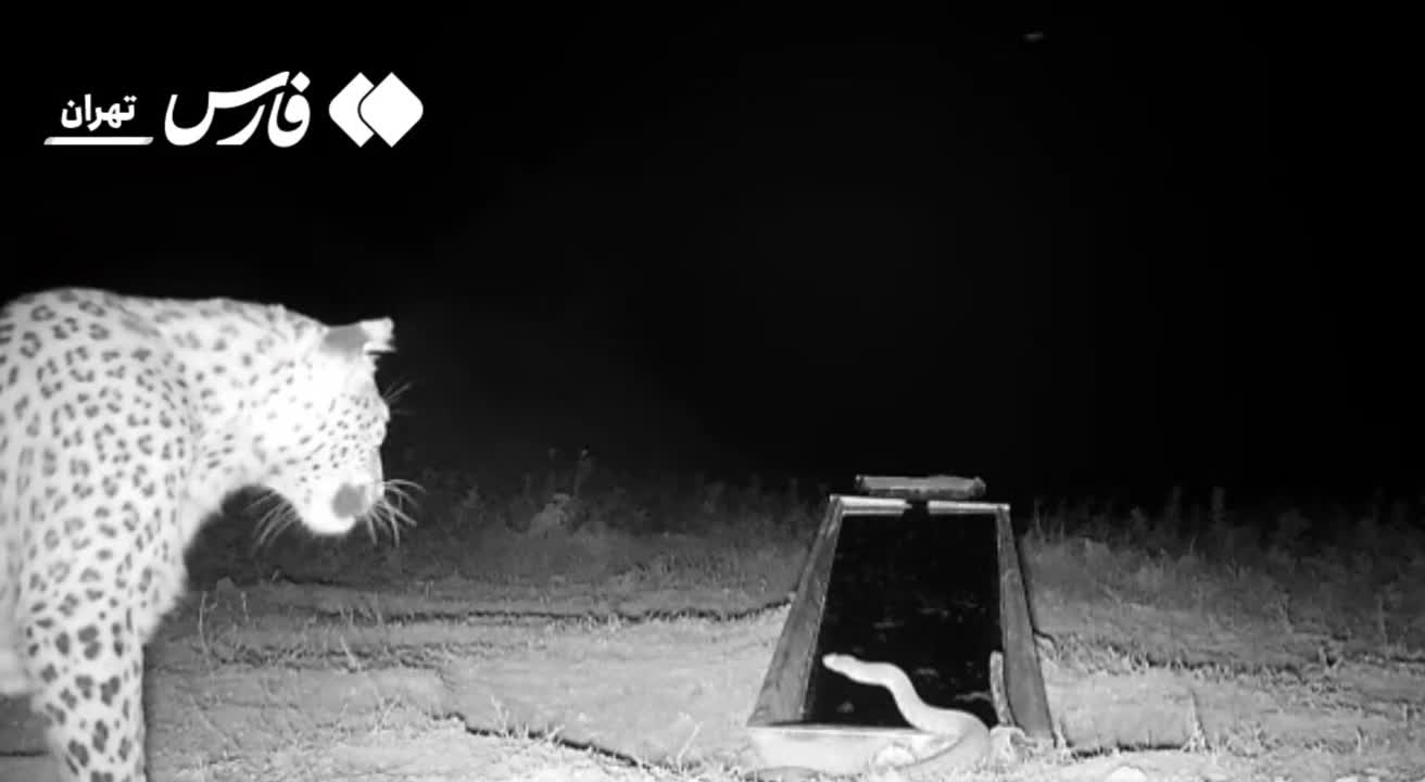   کل‌کل مار و پلنگ ایرانی در فیروزکوه