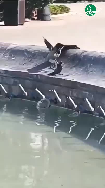   کلاغ غریق نجات شد؛ نجات کبوتر از غرق شدن در آب!