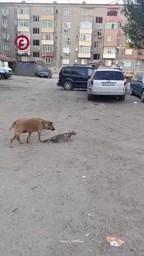   لحظه بامزه ترساندن یک گربه حین کمین برای شکار کبوتر توسط یک سگ!