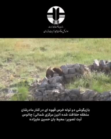   بازی گوشی دو توله خرس قهوه‌ای در کنار مادرشان