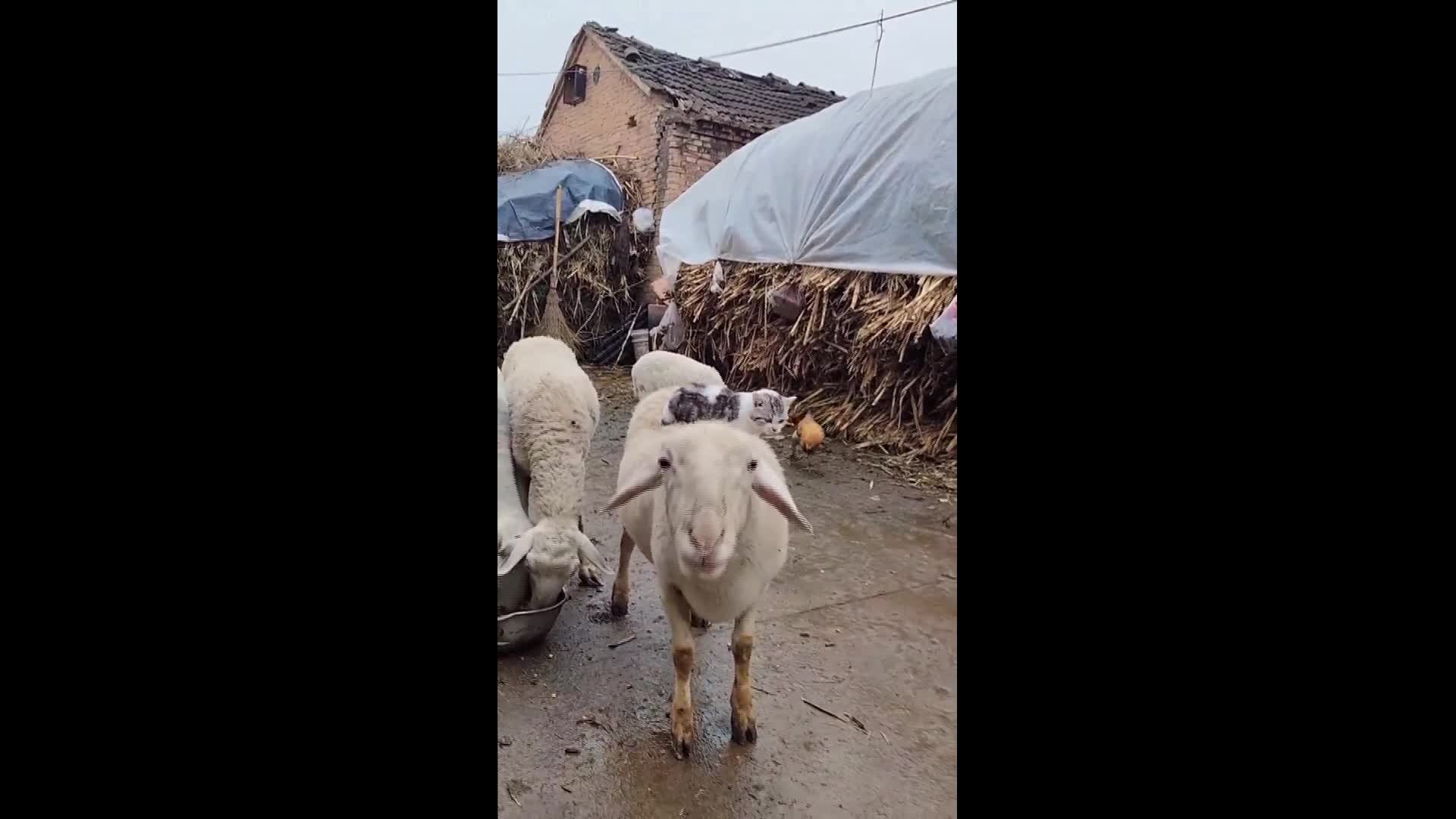   سواری گرفتن گربه از گوسفند