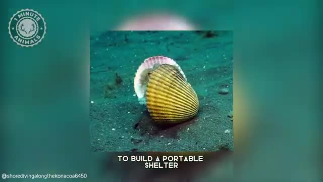    هشت پایی که نارگیل دوست دارد!