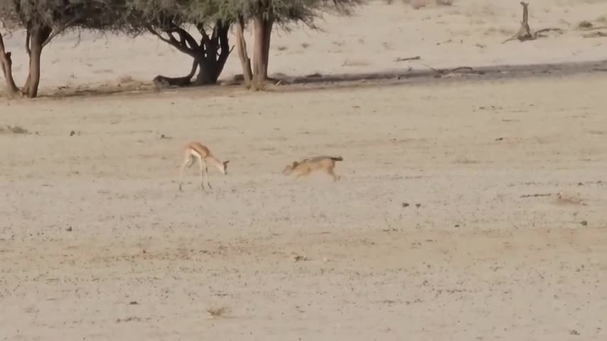   اشتباه مهلک غزال در برابر شغال؛ مبارزه به جای فرار!