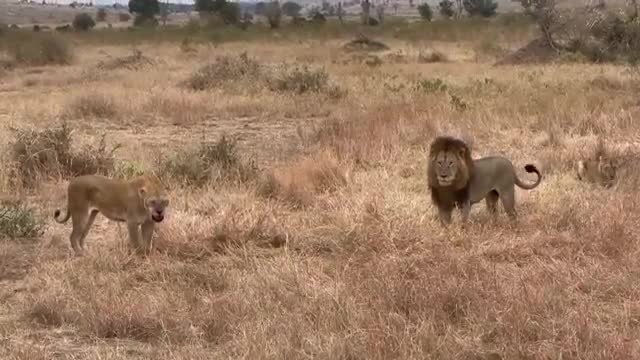   دفاع جانانه یک پلنگ در برابر حمله شیر نر!