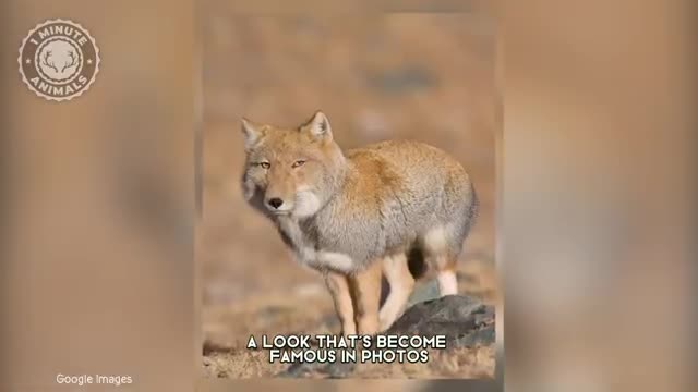   حیوانی مرموز با ظاهری شبیه انسان!