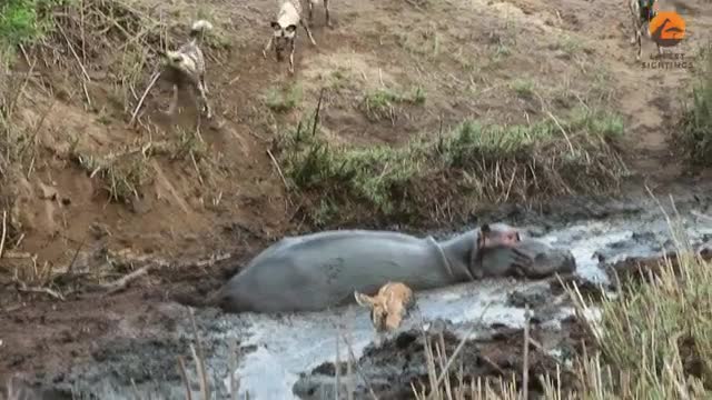   اسب‌آبی یک آهو را از دست سگ‌های وحشی نجات داد و کشت!