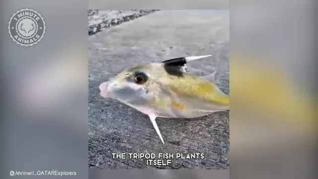   ماهی سه پایه‌ای؛ یک ماهی که با پا کف اقیانوس قدم می‌زند!