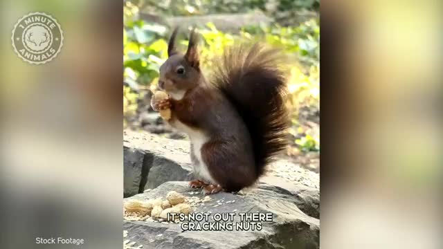   سنجاب کوتوله کاکل‌دار؛ کوچک‌ترین گونه سنجاب در دنیا