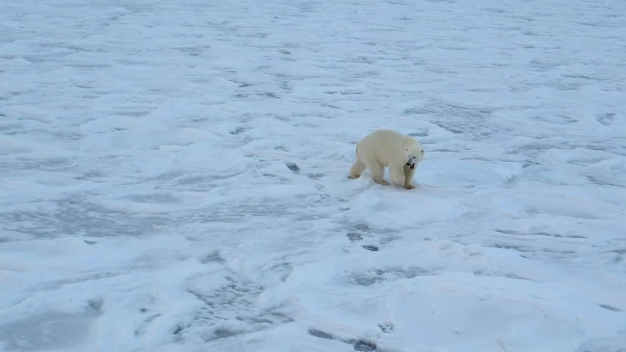  خرس قطبی برای پیدا کردن غذا، سوار زیردریایی هسته‌ای روسیه شد!