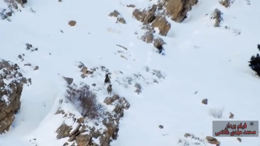   بازیگوشی در حیات وحش