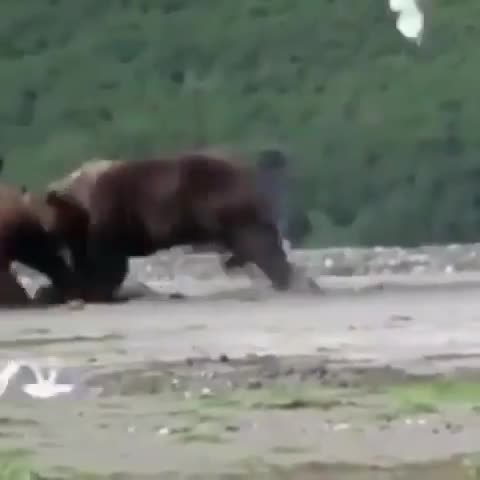   درگیری ترسناک دو خرس به خاطر یک ماهی!
