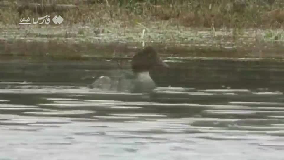   مشاهده پرنده کمیاب در گیلان