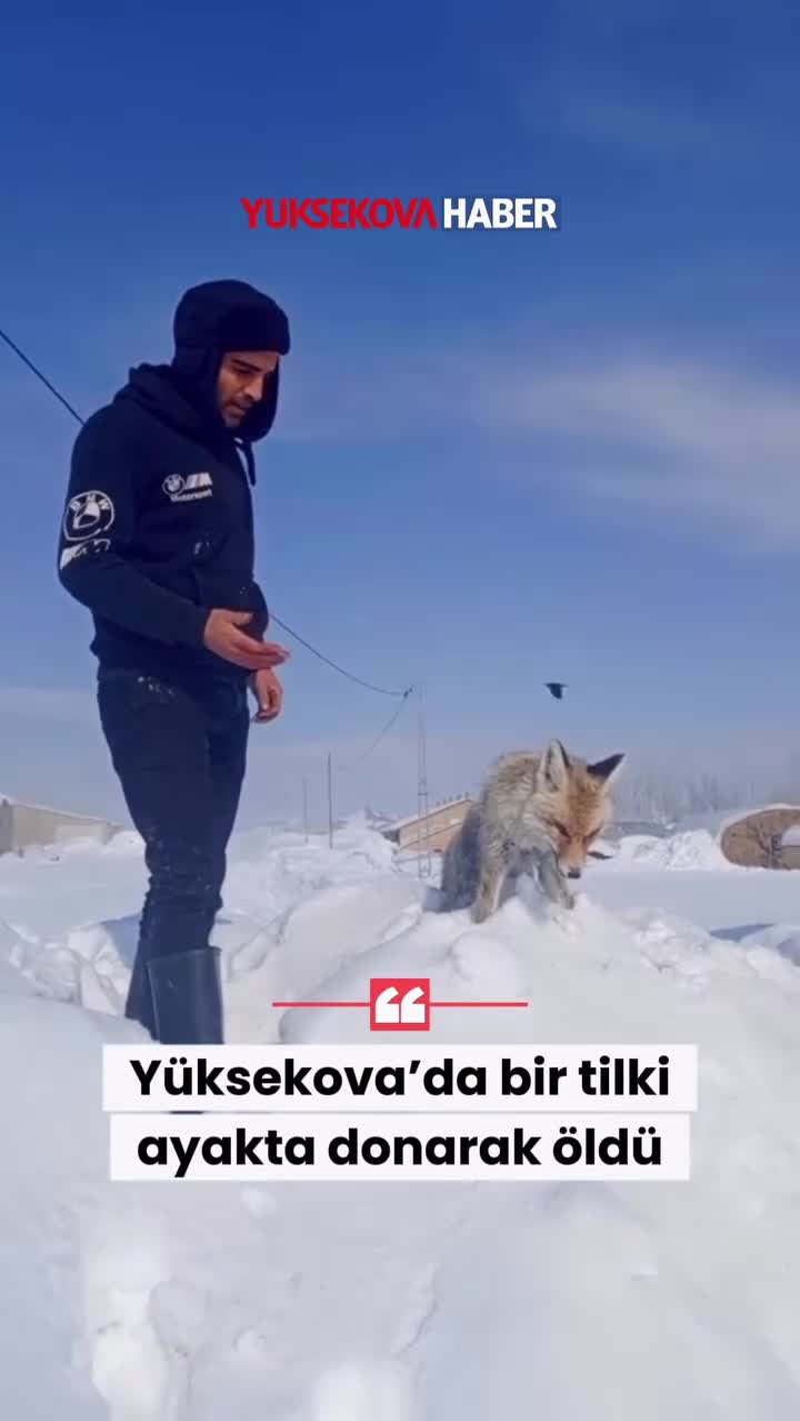   خشک شدن ایستاده یک روباه بر اثر سرما