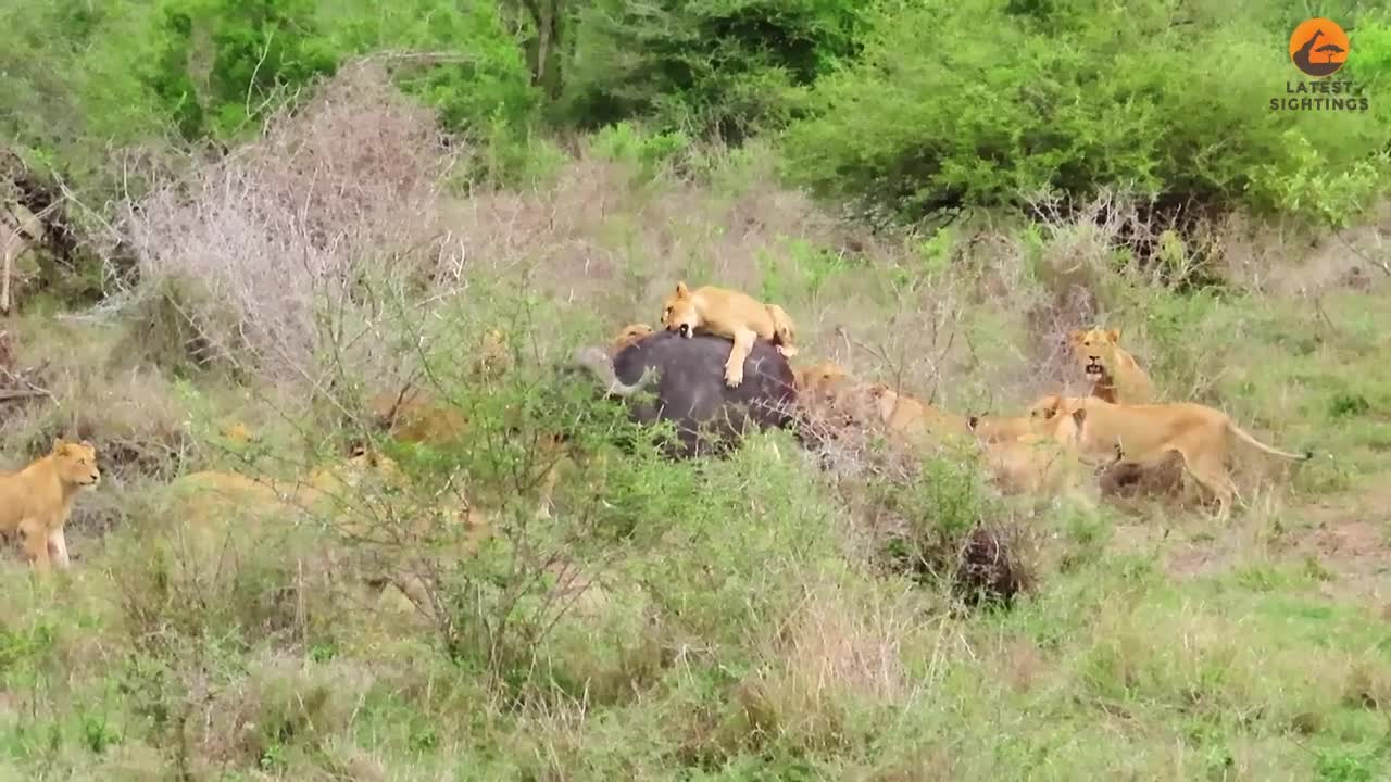   نجات معجزه‌آسای بوفالو از چنگال ۱۷ شیر