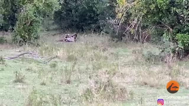   تلاش مار پیتون برای خفه کردن یک پلنگ؛ نبرد دیدنی در حیات وحش!