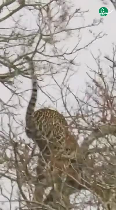   لحظاتی ناب از شکار عقاب توسط پلنگ