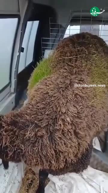   روییدن علف‌ها در پشم گوسفند در اسپانیا!