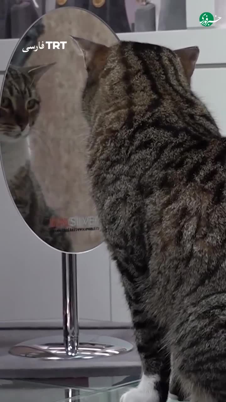 گربه محبوب طلافروشی در ترکیه روی طلاهای ویترین لم می‌دهد