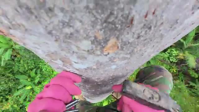 برداشت هیجان انگیز عسل وحشی در جنگل‌های ویتنام