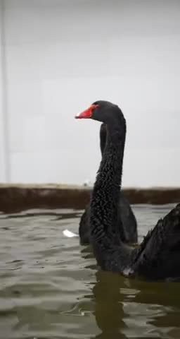   تصاویری زیبا قوهای سیاه از پناهگاه گرمشان