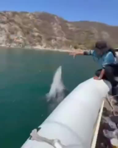   وقتی دلفین‌ها برای جمع‌آوری زباله، داوطلب می‌شوند