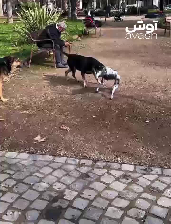   وحشت سگ ها از حضور سگ رباتیک در پارک