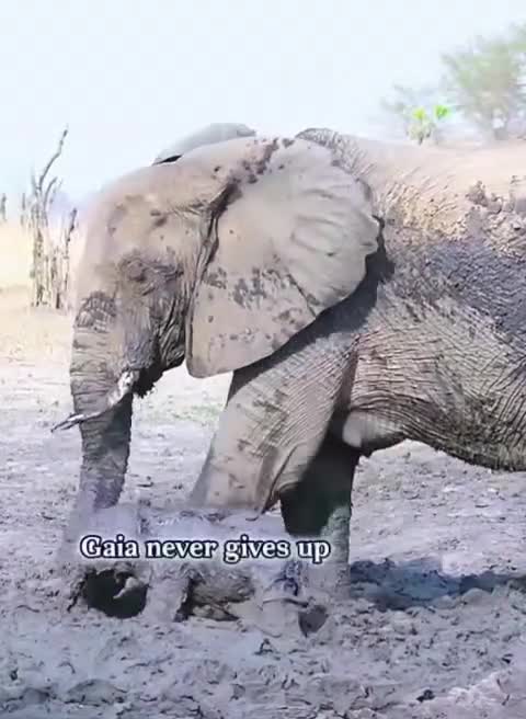 نجات بچه‌فیل گرفتار در گودال گِلی توسط مادرش