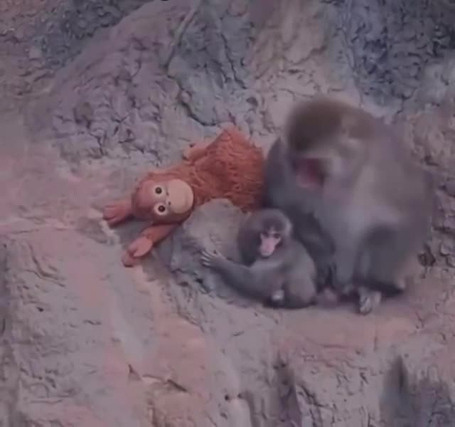   میمون یتیم بالاخره مادر پیدا کرد