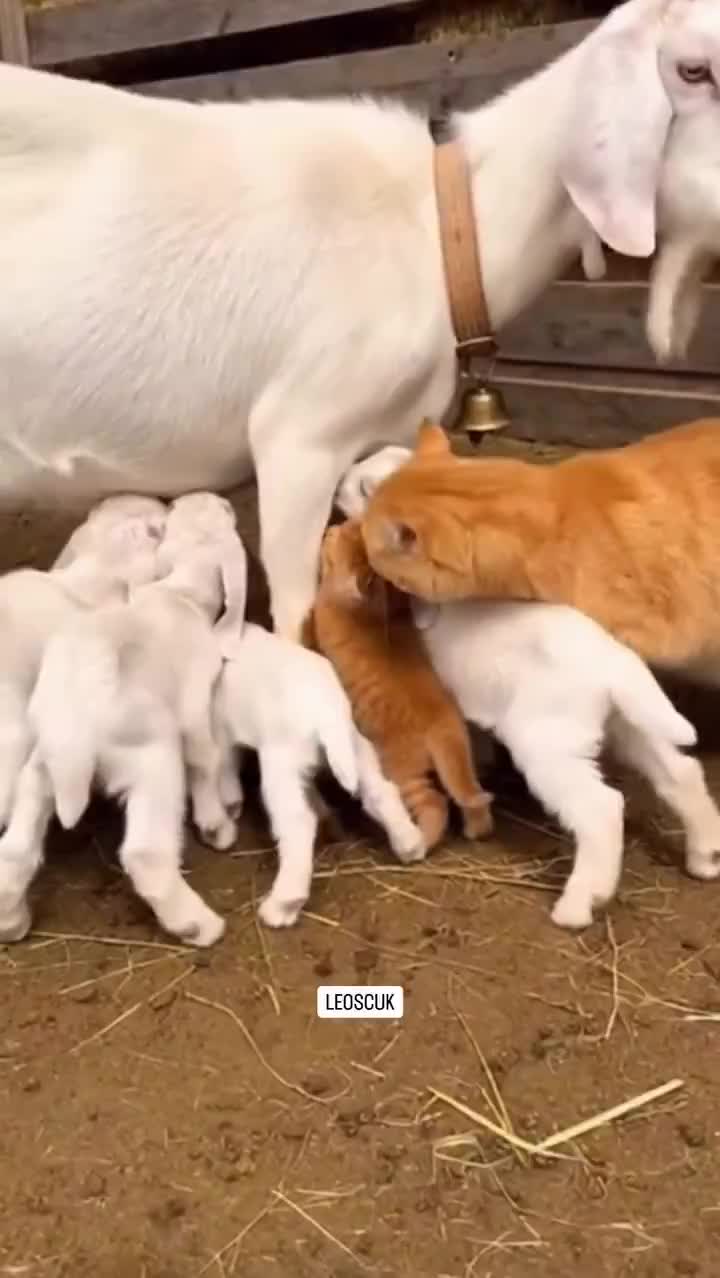   واکنش مغرورانه گربه مادر به شیر خوردن بچه‌اش میان بزغاله‌ها