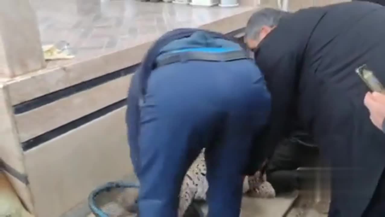   حضور پلنگ در حیاط خانه‌ یک روستایی