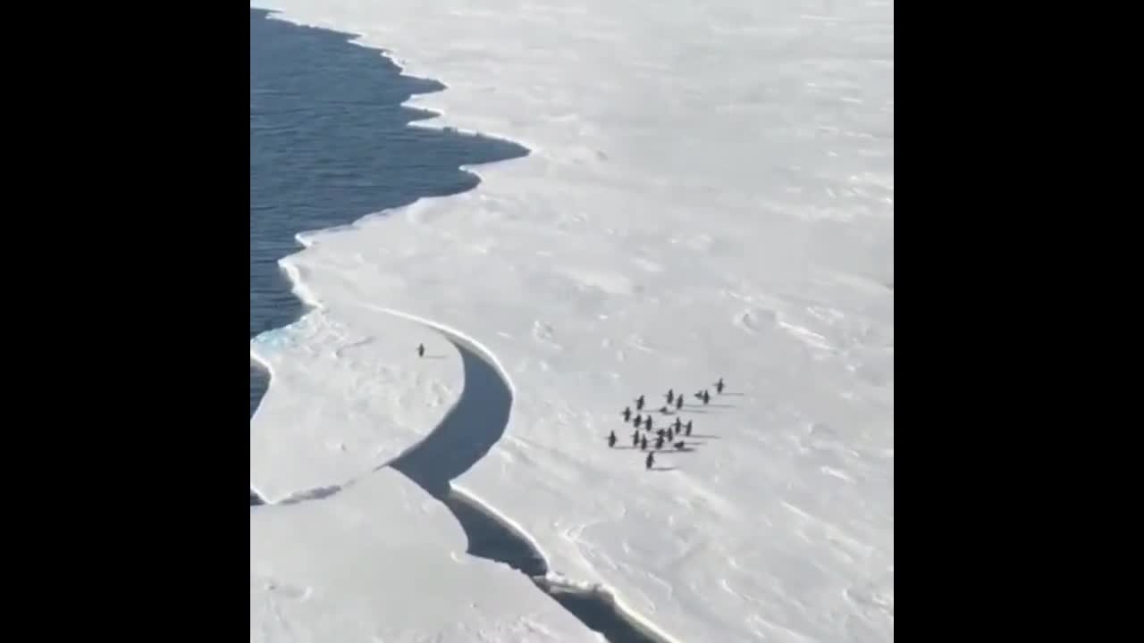   تلاش لحظه آخری پنگوئن برای رسیدن به خانواده‌اش در قطب جنوب