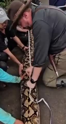   مار پیتون «بارونسسا» به عنوان طولانی‌ترین مار وحشی جهان ثبت شد