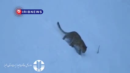   مشاهده دو قلاده پلنگ در منطقه حفاظت شده البرز جنوبی