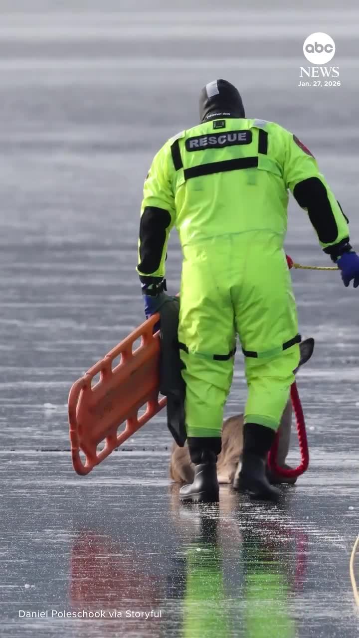   لحظه نجات یک گوزن گیر افتاده روی دریاچه یخ‌زده