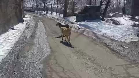   پرسه زدن گرگ در وسط روستای اویزر جاده چالوس!
